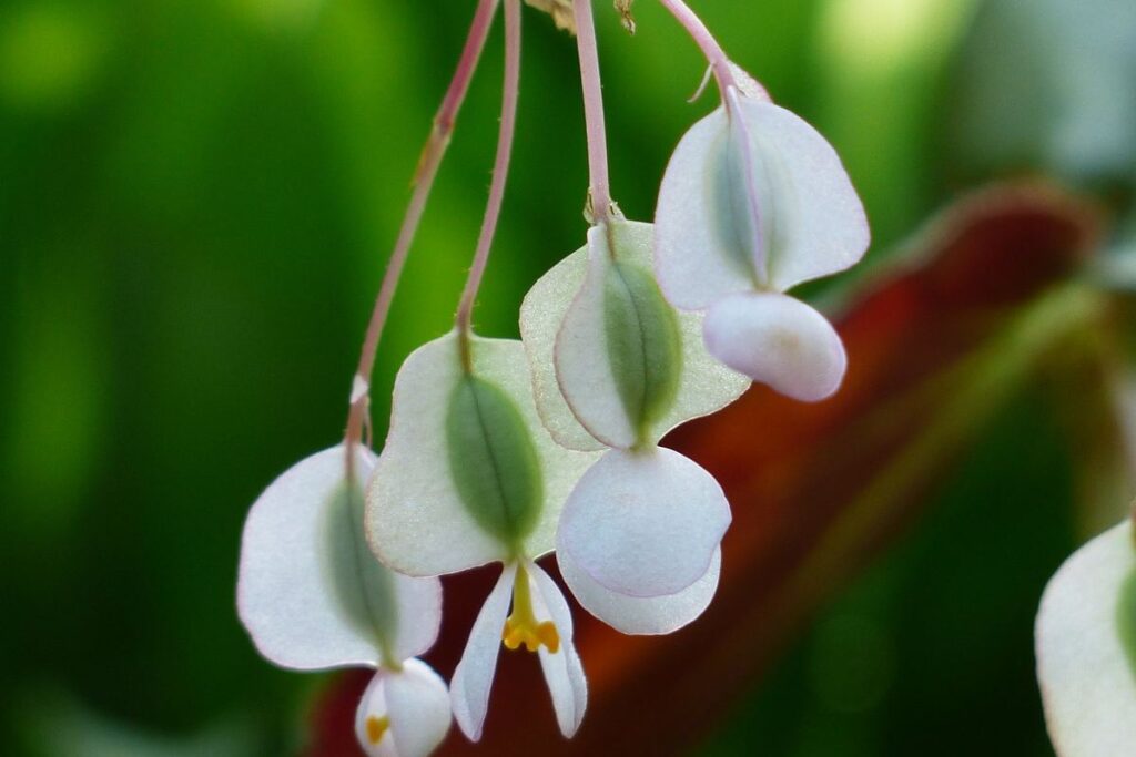 białe kwiaty begonii w zbliżeniu